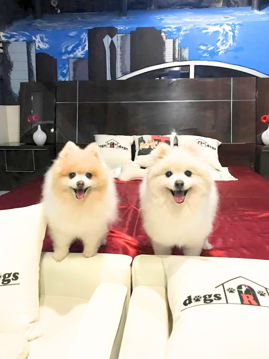 Two fluffy Pomeranian dogs stand on a burgundy bed in a modern bedroom showroom, facing the camera with smiles.