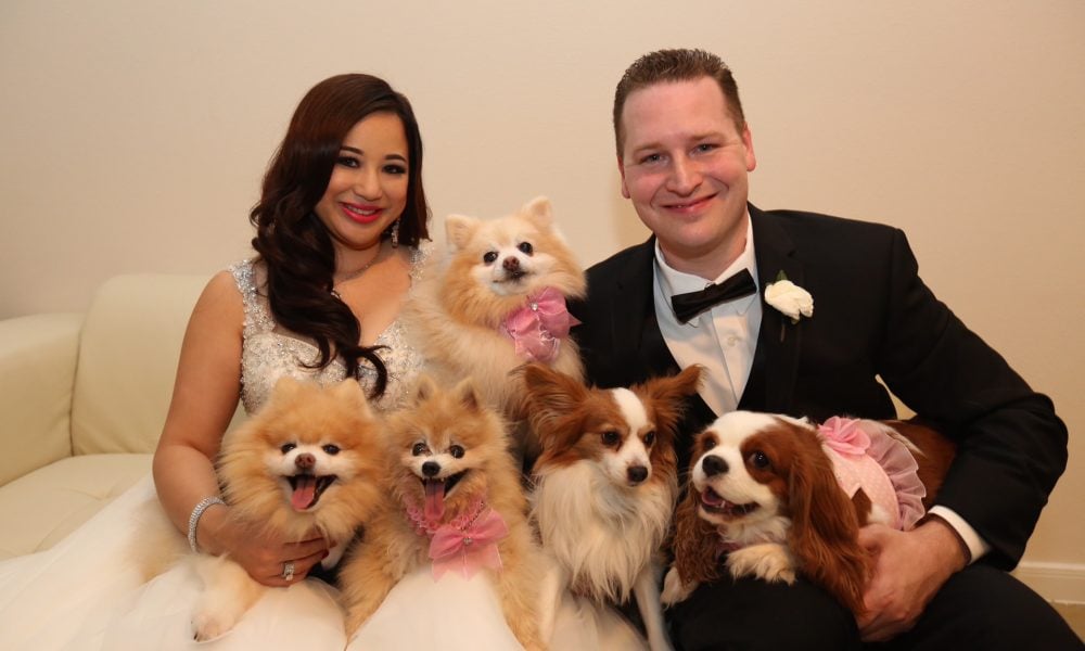 Bride and groom in formal wear sit on a light couch surrounded by five fluffy dogs wearing pink bows or ribbons.