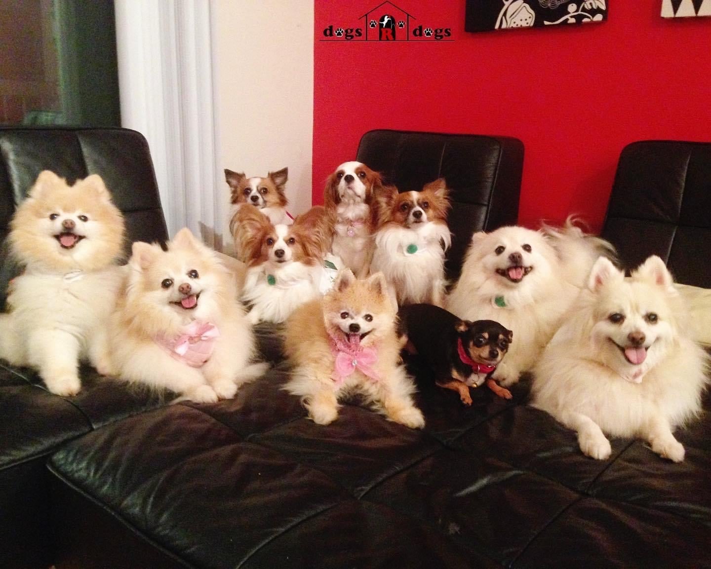A group of small fluffy dogs sitting on a black leather couch indoors, with some wearing pink bows.