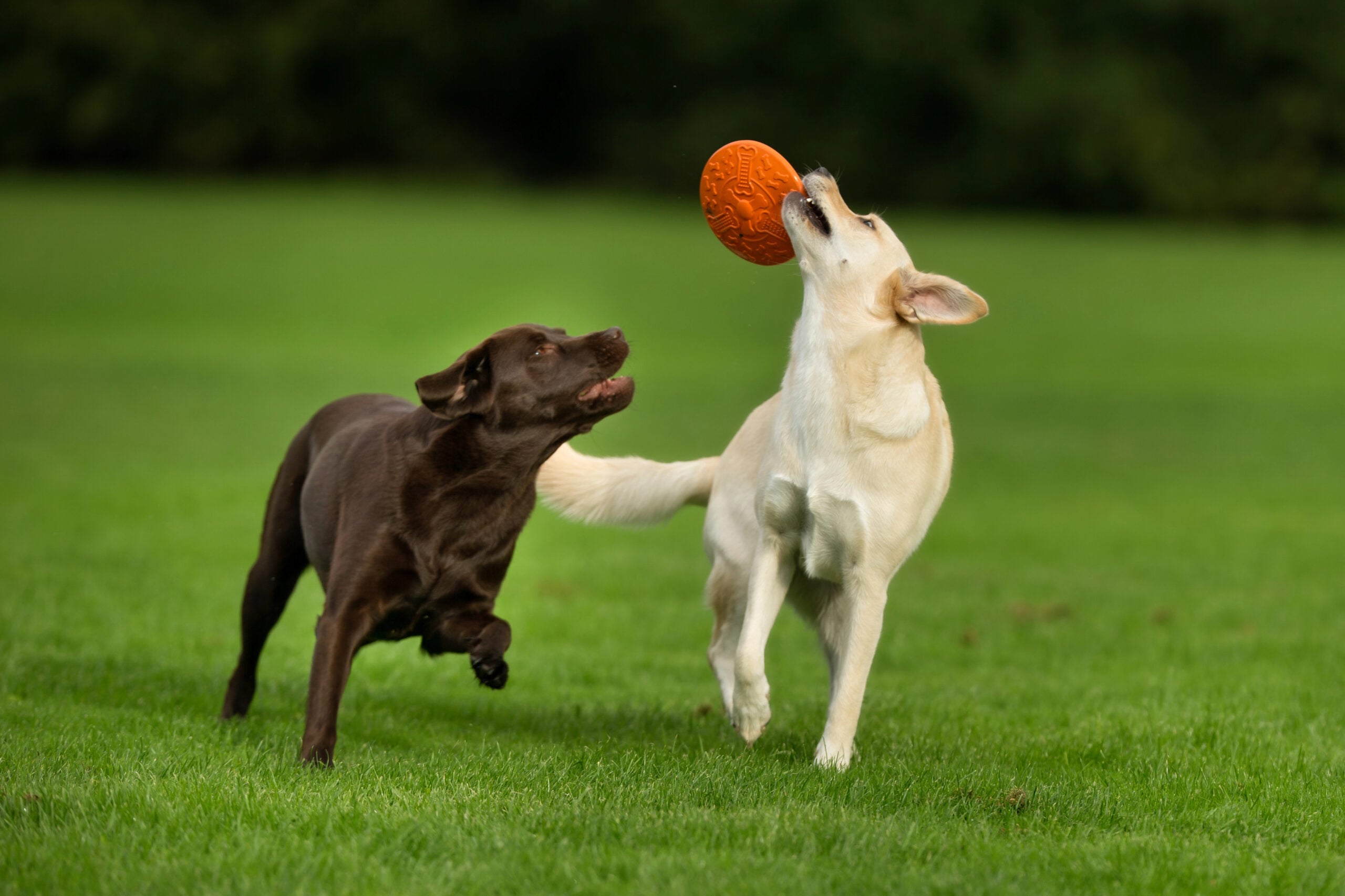 Two dogs chase an orange frisbee across a bright green field outdoors, mid-play.