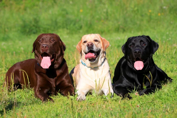 Three dogs (brown, cream, and black) sitting on a sunny grassy field with tongues hanging out.