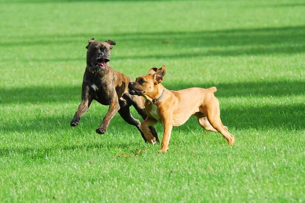 Two dogs running and playing on a sunny green lawn on a park field.