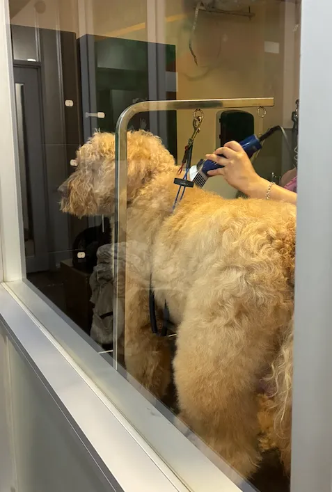 Professional dog grooming service at Dogs R Dogs in Upper Kirby, Houston