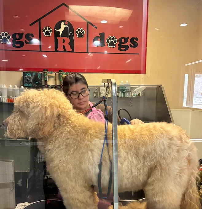 Groomer in a pink smock trimming a large fluffy dog on a grooming table in a pet grooming salon; red sign with paw prints in the background