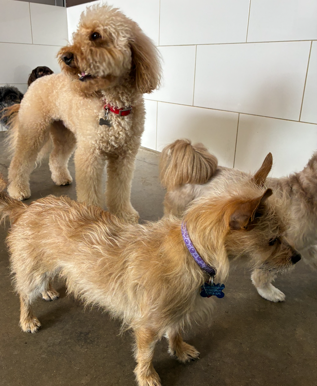 A group of dogs indoors: a cream poodle with a red collar stands behind a tan, small terrier wearing a purple collar in the foreground, on a concrete floor with tiled wall behind.