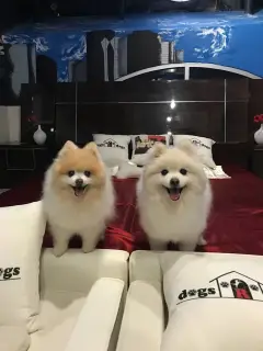 dog