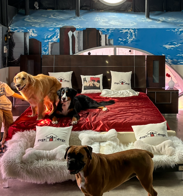 Three dogs lounge on a red bed with white throws and dog-logo pillows in a showroom with a blue skyline mural behind them.