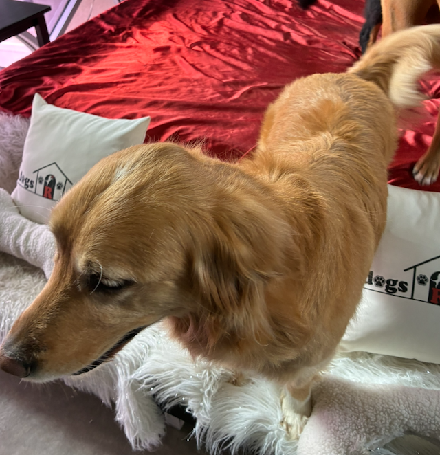 Golden retriever on a white plush pet bed with a red blanket nearby, looking to the left.