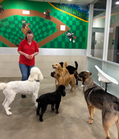 Large Dogs Welcome 1