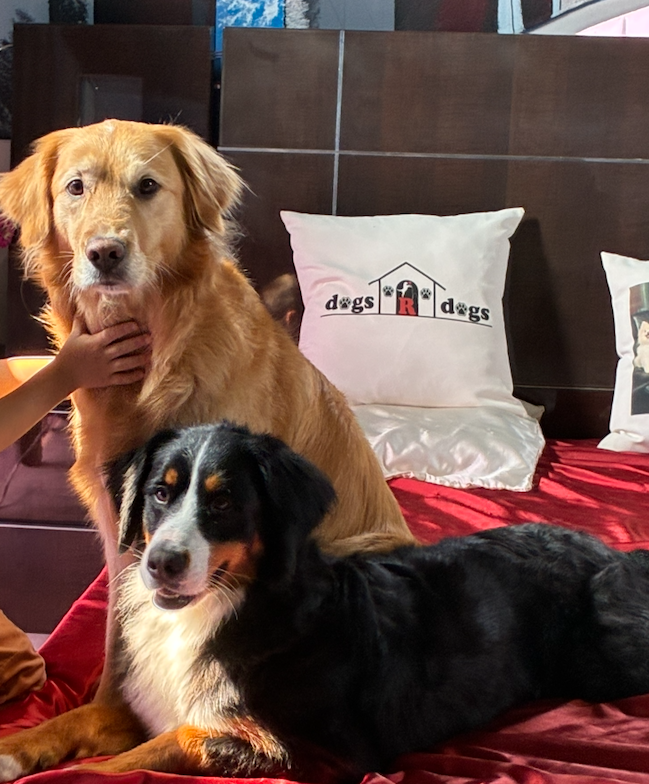 Two dogs lounging on a red bedspread while a child pets the golden retriever; a white pillow with a dog logo sits behind them.